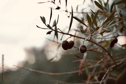 Mediterranean olive branch silhouette at golden hour, organic nature background.