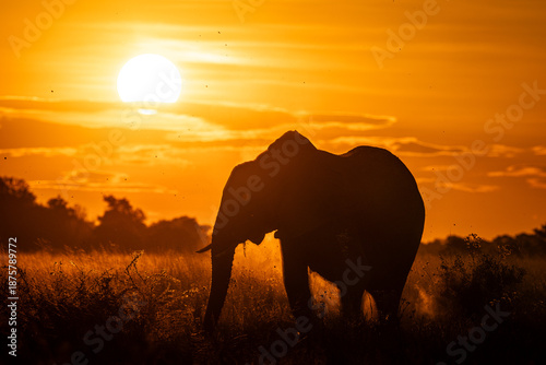 Canvas Print A wild elephant at sunset in Botswana's Okavango Delta.