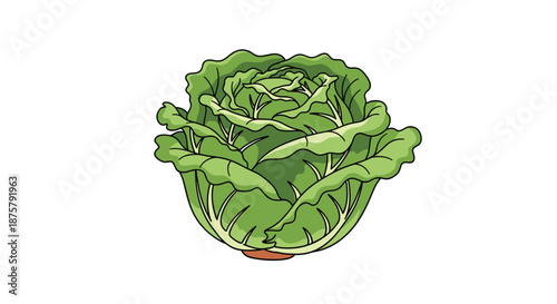 Fresh and healthy green cabbage head with detailed crinkled leaves shown in a colorful hand-drawn digital illustration style.