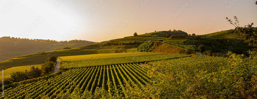 Obraz premium Weinberge Reben Winzer