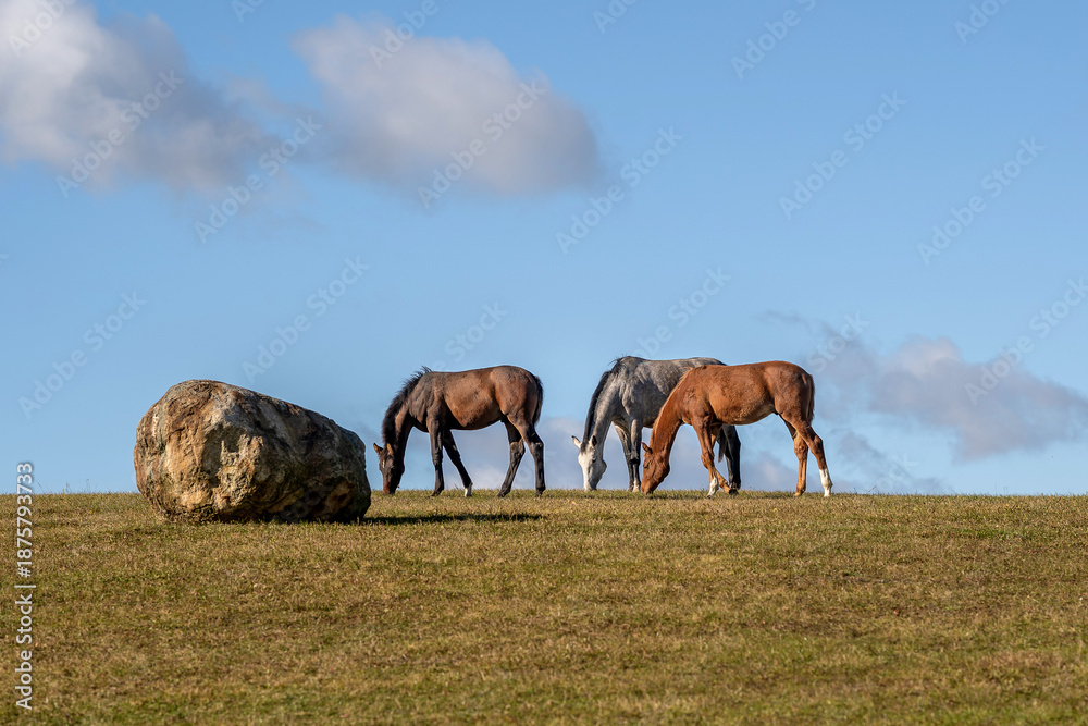 Fototapeta premium Horses grazing on an open hill pasture beside a large rock under a blue sky with soft clouds. Tranquil rural countryside scene illustrating free-ranging horses, natural landscape, open space