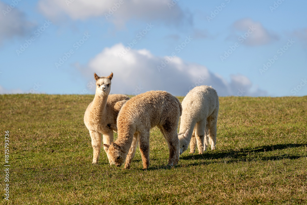 Obraz premium Group of young alpacas grazing together on a green hillside under a blue sky with soft clouds. Calm rural farm scene showing baby alpacas in natural pasture, representing peaceful countryside life