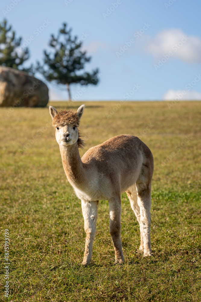 Fototapeta premium Young alpaca standing on a grassy meadow under a blue sky, looking directly at the camera. Clean rural background with soft natural light. Concept of calmness, innocence, nature, sustainable farming