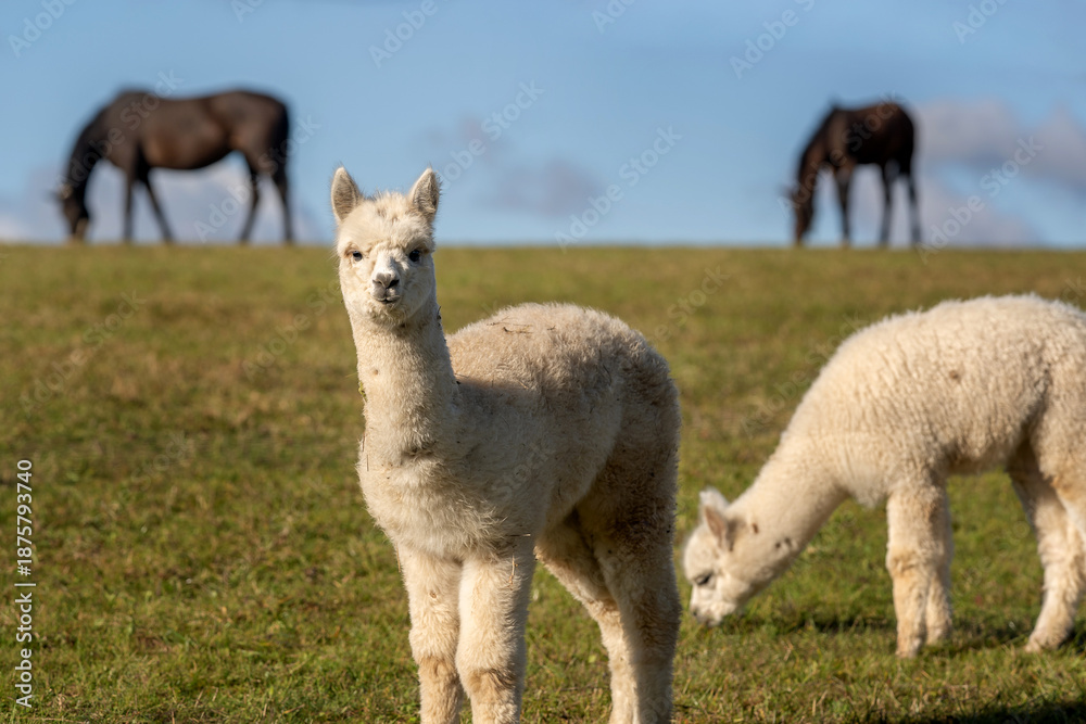 Fototapeta premium Young alpacas standing and grazing on a green pasture with horses in the background under a blue sky. Peaceful rural farm scene showing harmony between different farm animals, natural countryside life