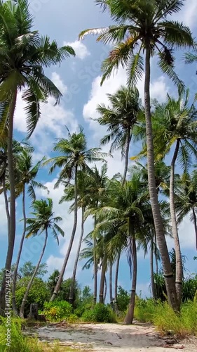 Wallpaper Mural High Palm Trees in Sunny Day. Tropical Resort Atmosphere. Sunny Tropical Vacation Concept. Torontodigital.ca