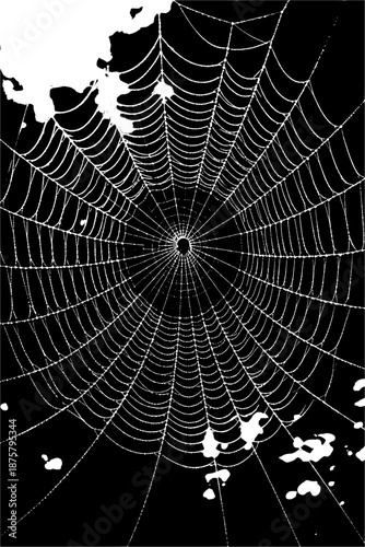 spider web with dew