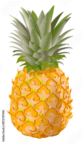 Fresh tropical pineapple fruit vector illustration