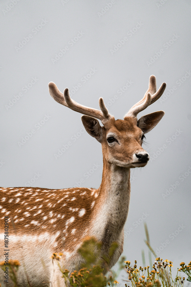 Fototapeta premium Young deer with antlers standing in meadow against soft neutral background