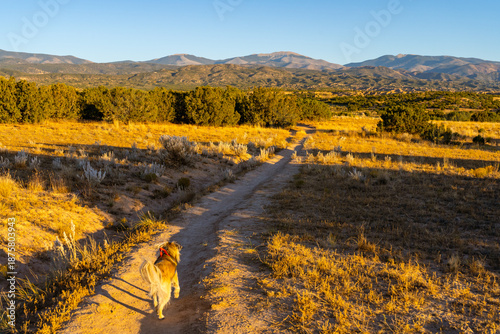 A small tan dog explores the unique, eroded landscape of the Nambe Badlands in New Mexico. The rugged, high-desert terrain features sandy trails and views of the Sangre de Cristo Mountains.