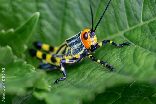 Grasshopper on a leaf (Zoniopoda tarsata)
