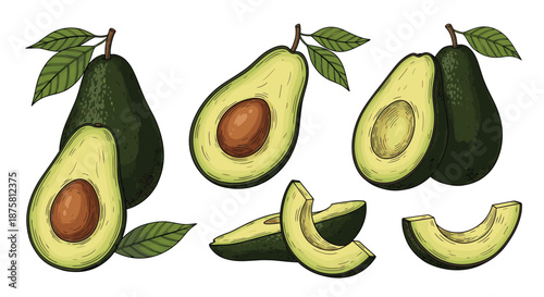 Collection of ripe whole avocados and sliced halves with pits and green leaves shown in a detailed hand-drawn botanical style.