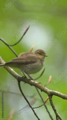 Chiffchaff small bird flying from  tree branch