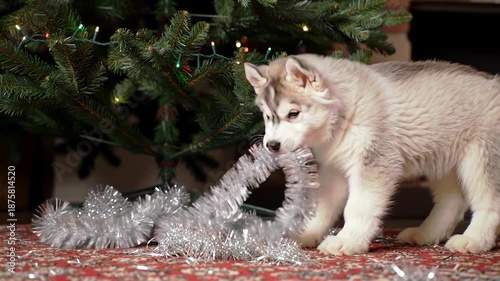 Cute husky puppy chews on Christmas garland under decorated tree indoors. Playful dog mischief on holidays.
