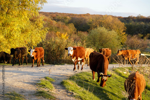 Herd of cows walking to a lake at sunset for watering, capturing rural life, agriculture, nature, and peaceful evening landscape. High quality photo