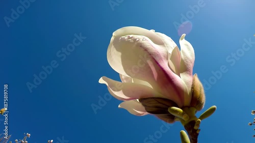 Close up of beautiful magnolia bud with sky background, nature, spring.