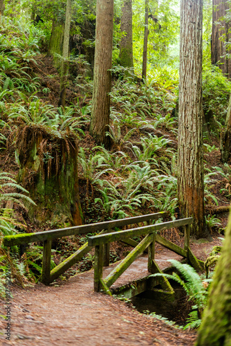 Rustic wooden footbridge spans a lush ravine in Arcata Community Forest, leading to trail stairs amidst towering redwoods and dense ferns in a serene Northern California temperate forest.