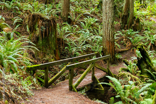 Fényképezés Rustic wooden footbridge spans a lush ravine in Arcata Community Forest, leading to trail stairs amidst towering redwoods and dense ferns in a serene Northern California temperate forest