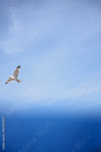 Single seagull flies in blue sky above blurred blue wind break