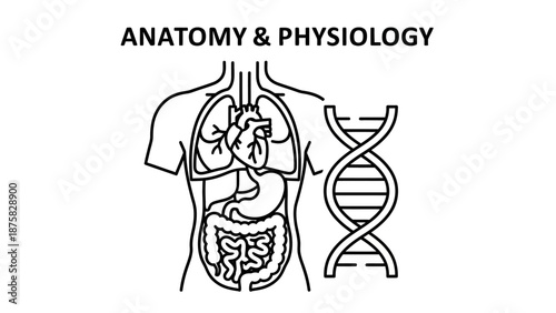 Anatomy and Physiology Illustration: Human Body Organs and DNA Helix