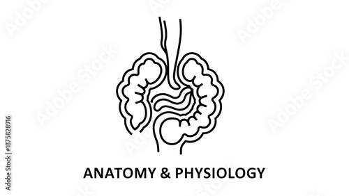 Anatomy and Physiology Line Art of Human Digestive System Organs