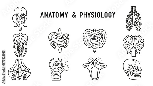 Anatomy and Physiology Science Icons: Human Body Systems, Organs, Skeleton, Skull
