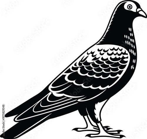 pigeon detailed silhouette vector illustration
