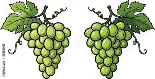 Two bunches of green grapes with leaves bunches of grapes grape leaves cartoon grapes