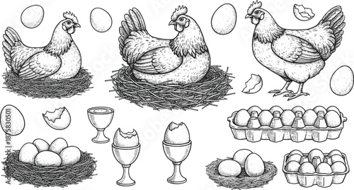 Chickens standing on nests with eggs around hens and egg cartons