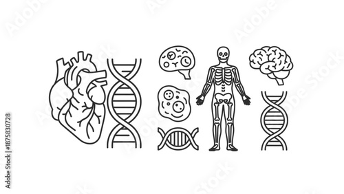 Human Anatomy and DNA: Heart, Brain, Skeleton, Cells, Double Helix Icons