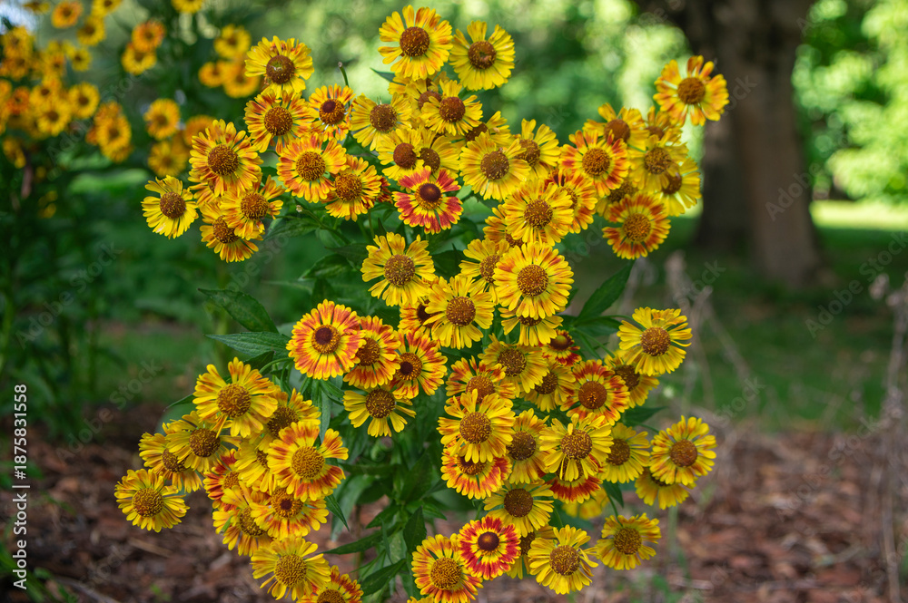 Obraz premium Helenium autumnale common sneezeweed in bloom, bunch of yellow flowering flowers, tall shrub