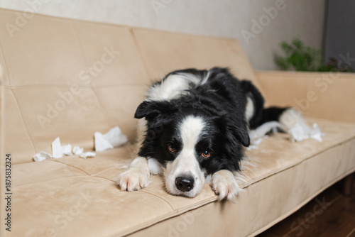 Obraz na plátně Naughty playful puppy dog border collie after mischief biting paper lying on couch at home