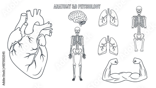 Human Anatomy and Physiology Set: Heart, Lungs, Brain, Skeleton, Muscles