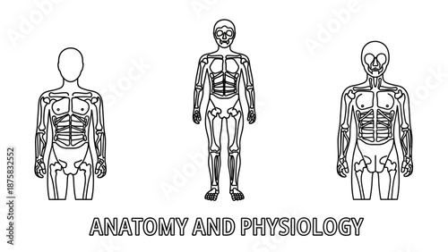 Human Anatomy and Physiology: Skeleton, Muscles, and Skull - Medical Illustration