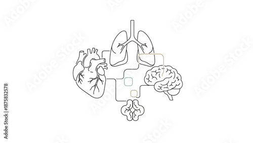 Human Anatomy Connection: Heart, Lungs, Brain, and Cerebellum Organs