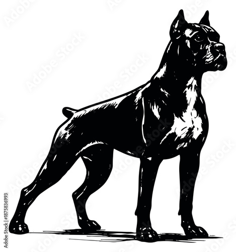 Monochrome line art illustration of a boxer dog depicting an alert standing pose for pet themed designs