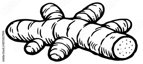 Hand drawn line art illustration of ginger root depicting a natural food ingredient for culinary use