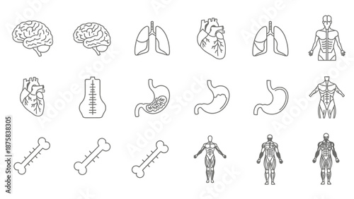 Human Anatomy Icons: Brain, Heart, Lungs, Stomach, Bones, Muscles