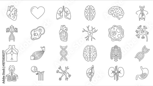 Human Anatomy Icons: Heart, Brain, Lungs, DNA, Cells, Ribs, Kidneys, Stomach