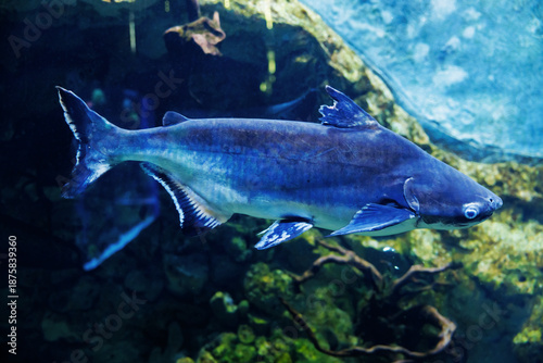 Underwater View of a Pangasius Fish in Aquarium Setting