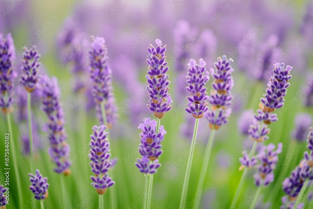 Obraz premium Close-up of vibrant purple lavender flowers growing in a field.