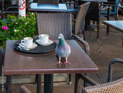 Urban pigeon on an outdoor cafe table near two coffee cups and tray. Street wildlife and city lifestyle scene, great for travel, humor, everyday moment, and restaurant terrace concepts.