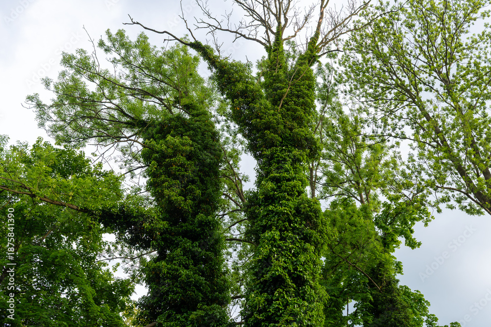 Fototapeta premium Vertical view of tall trees densely covered with ivy and fresh leaves against an overcast sky. Natural texture and wild forest growth concept for ecology, environment, and botanical background.