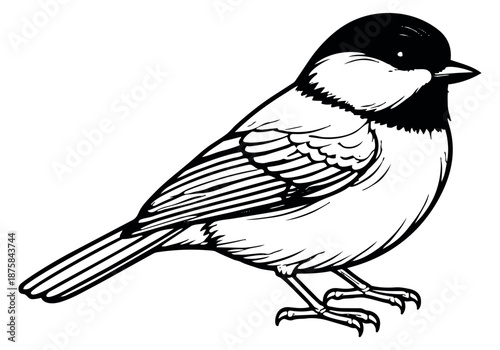 Hand drawn illustration of a chickadee depicting a natural stance for nature concepts