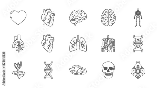 Human Anatomy Icons: Heart, Brain, Lungs, Skeleton, DNA, Skull