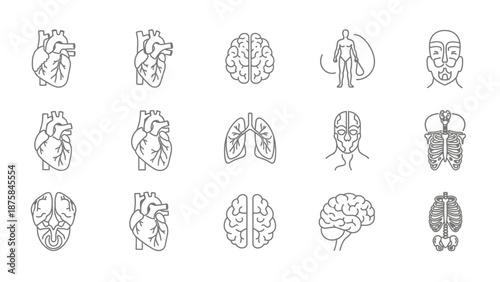 Human Anatomy Icons: Heart, Brain, Lungs, Skeleton, Head - Medical Line Art