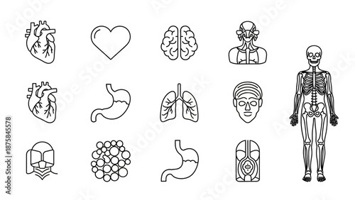 Human Anatomy Icons: Heart, Brain, Lungs, Stomach, Skeleton, and More