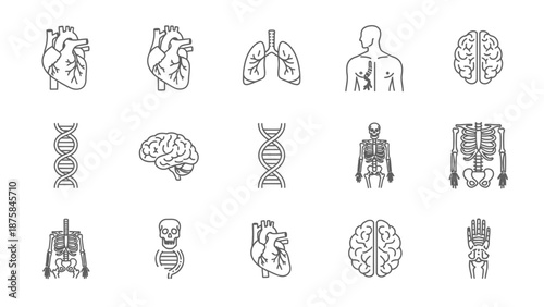Human Anatomy Icons: Heart, Lungs, Brain, Skeleton, DNA - Medical Science Graphics