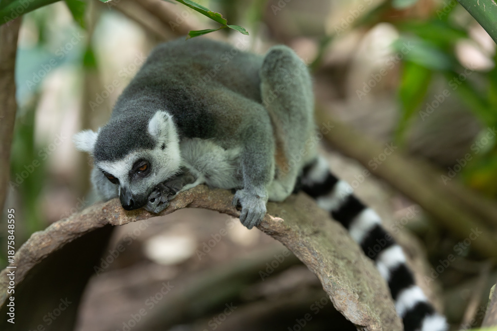 Fototapeta premium Ring-tailed lemur resting on a tree branch, curled body and striped tail visible, forest background with shallow depth of field.