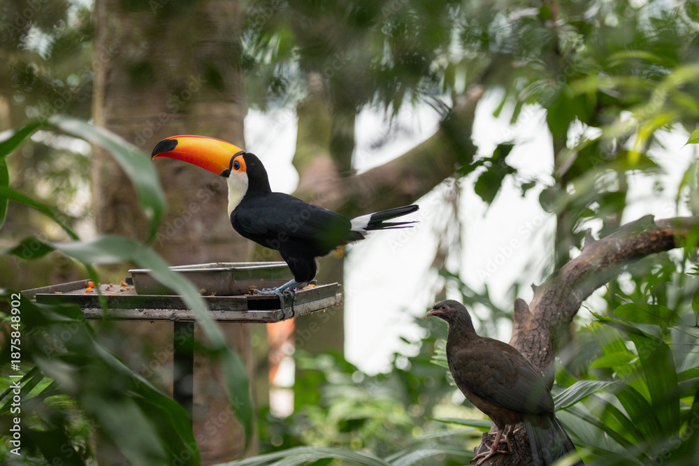 Obraz premium Colorful toucan perched on feeder among tropical trees, detailed beak and plumage visible, shallow depth of field with soft forest background.