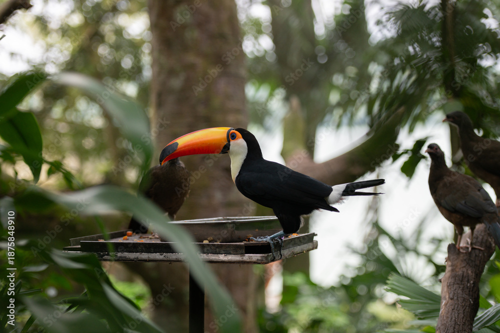 Obraz premium Toucan with large orange beak standing on feeding platform in tropical garden, black and white body, green foliage and other birds in background.